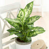 Dieffenbachia 'Sublime' - Plantes d'intérieur