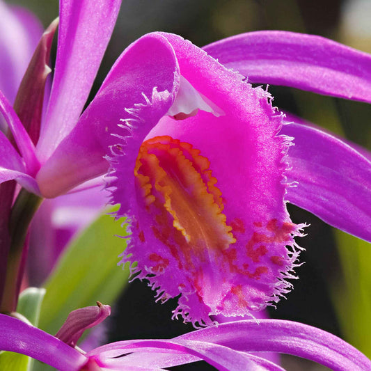 Orchidée-jacinthe - Bulbes pour naturalisation