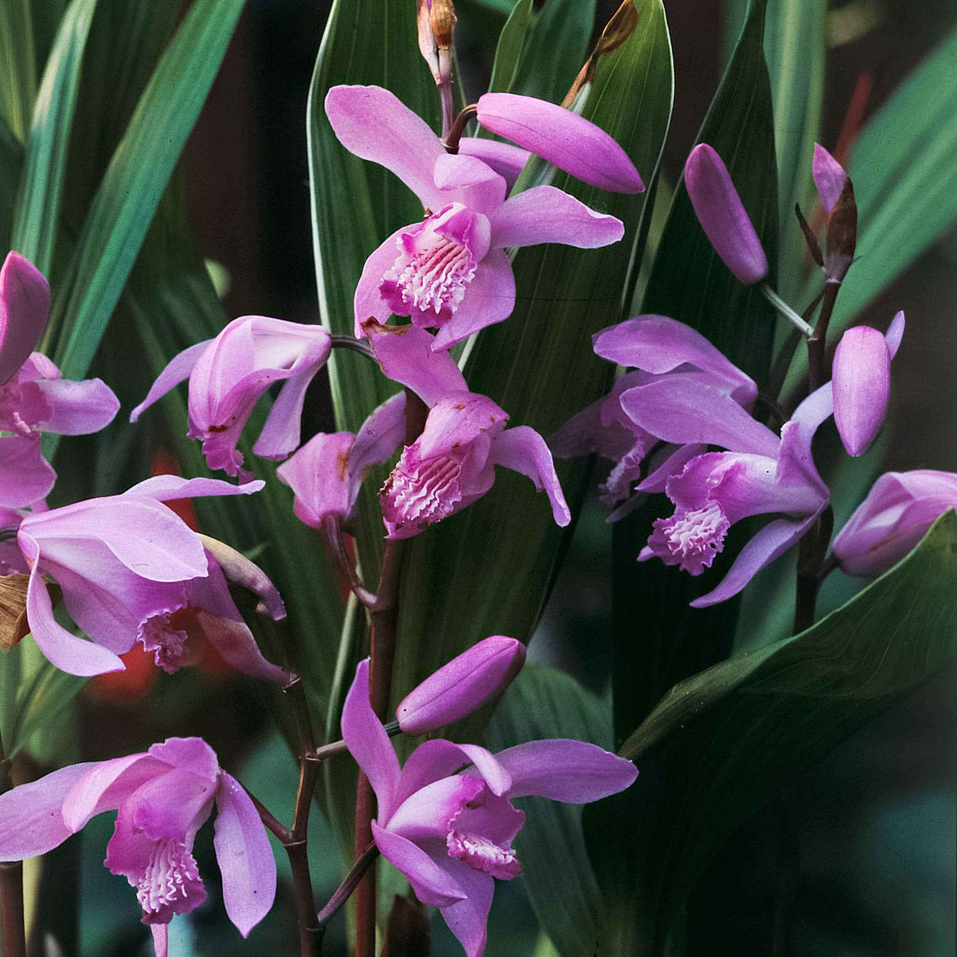 Orchidée-jacinthe - Tous les bulbes de fleurs