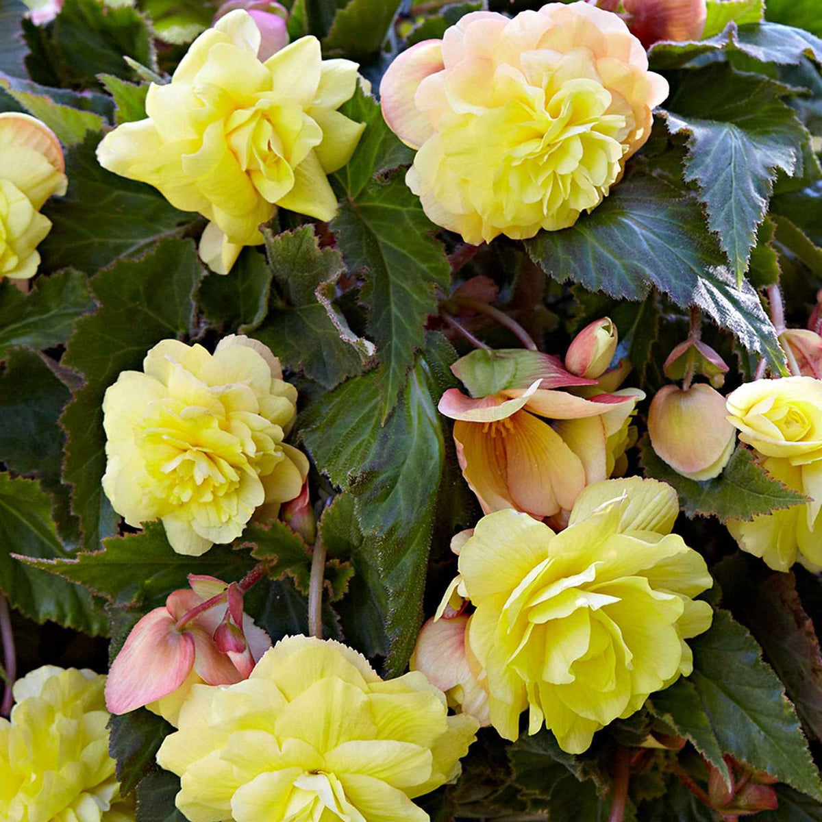5 Bégonias parfumées Sunny Dream - Bakker