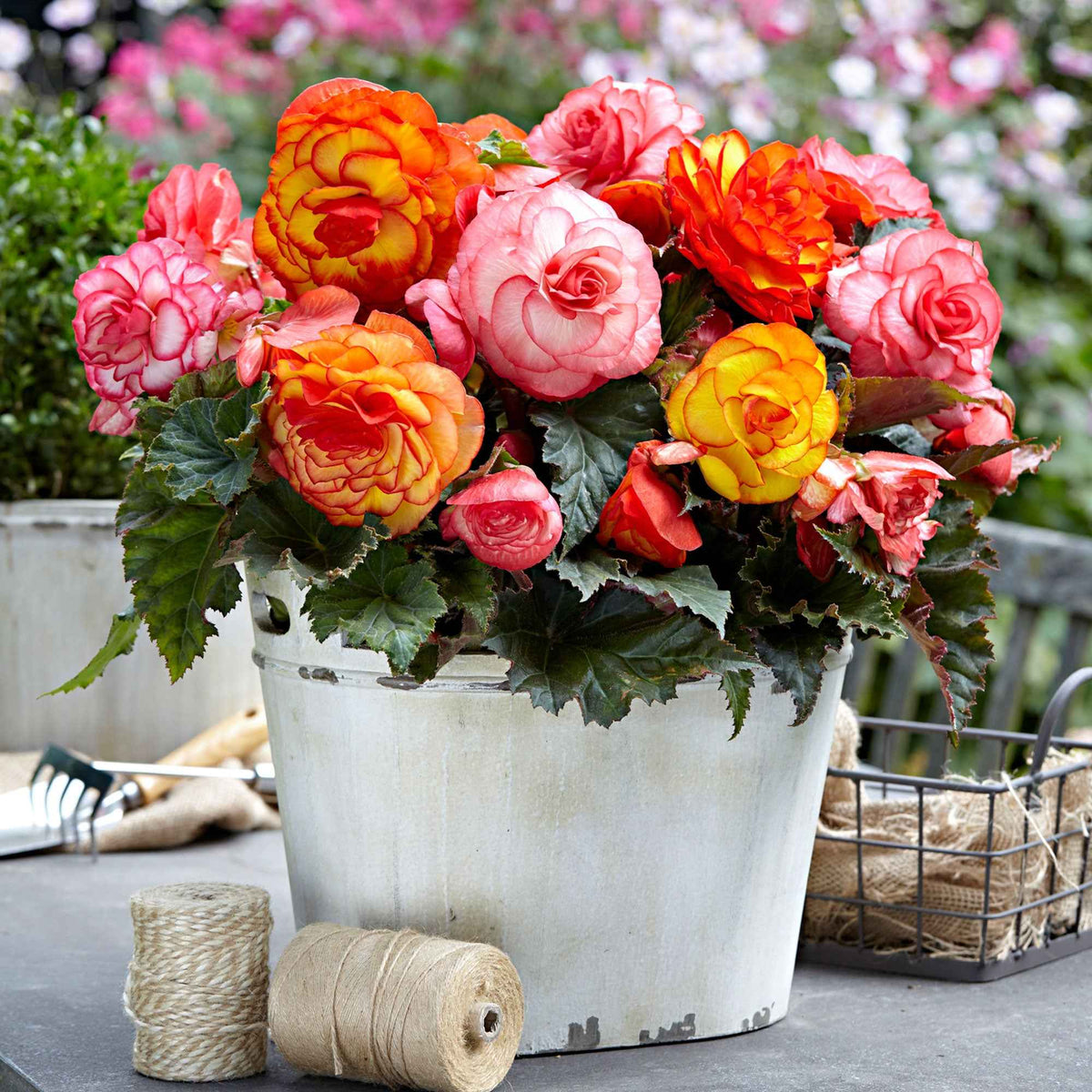5 Bégonias Picotée Golden Balcony - Begonia golden balcony - Bakker