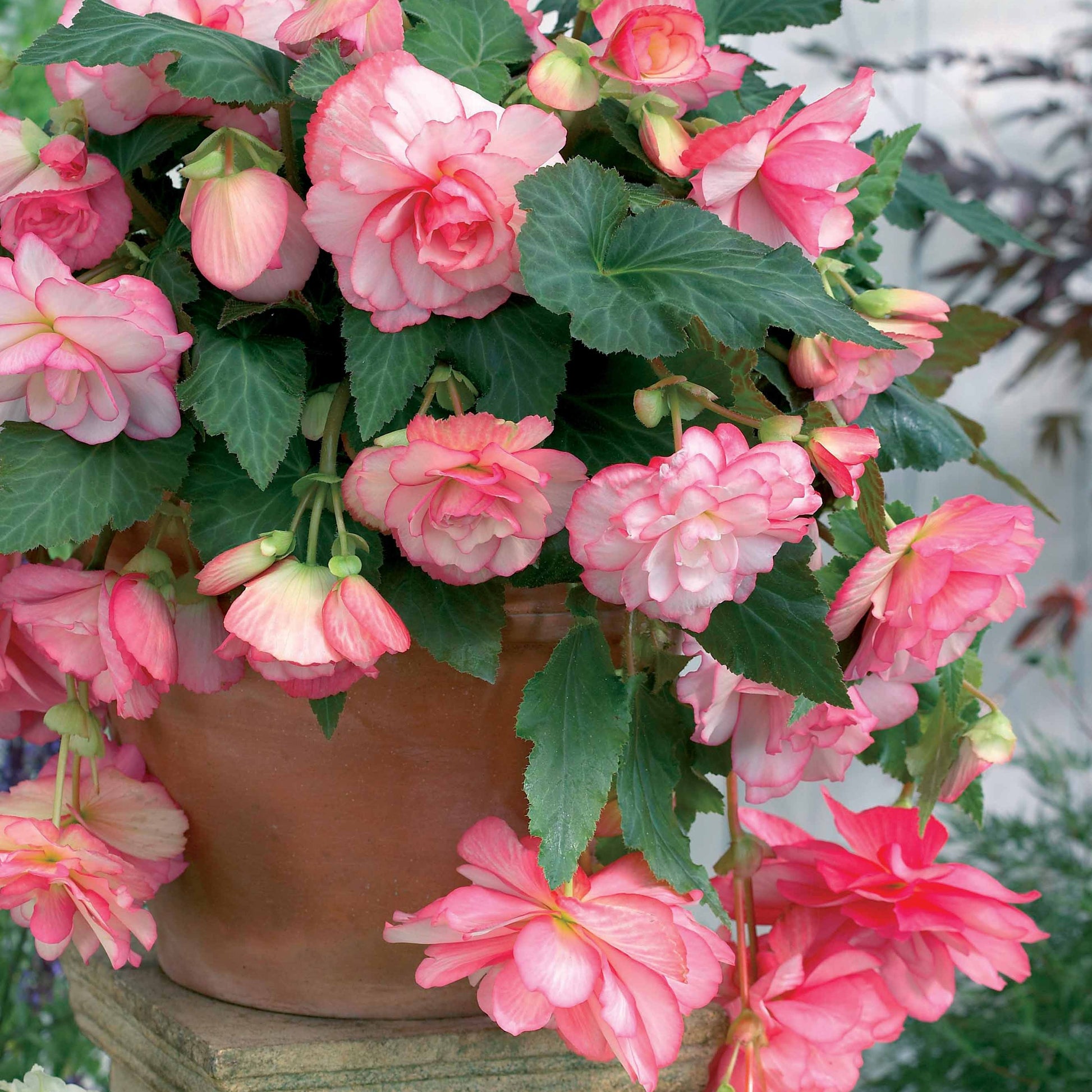 Bakker - 3 Bégonias cascade Florence - Begonia - Bulbes d'été