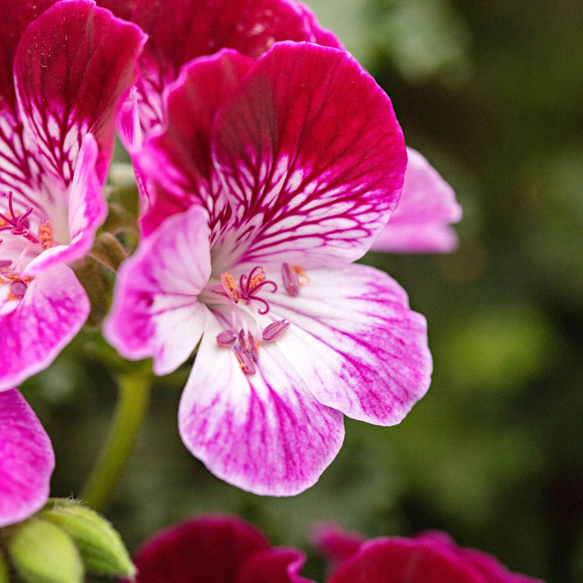 Géranium 'Tip Top Duet' - Pelargonium grandiflorum Angel Tip Top Duet - Bakker