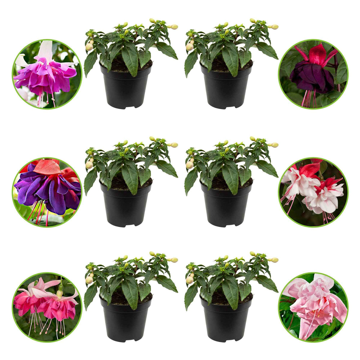 6 Fuchsias All in One en mélange - Fuchsia Bella Rosella, Blue Mirage, New Millenium, Pink Marshmallow, Voodoo, Swingtime - Bakker