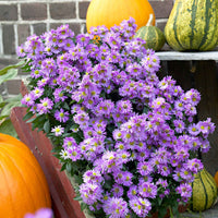 Aster de Nouvelle-Angleterre 'Purple Dome' - Arbustes à papillons et plantes mellifères