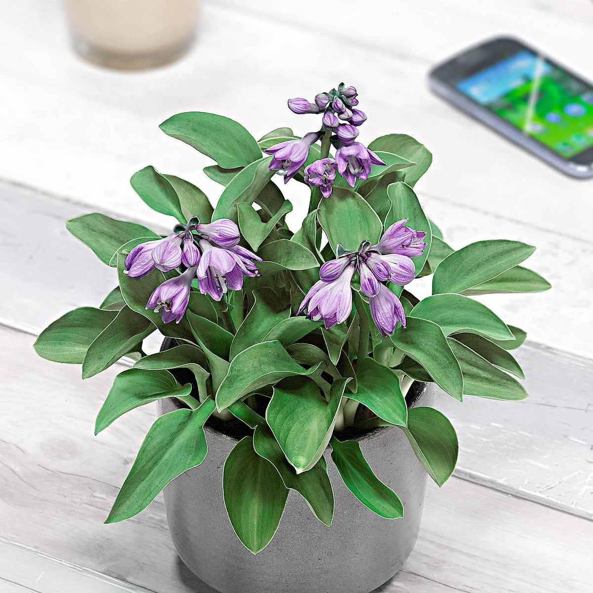 Hosta 'Blue Mouse Ears' - Hosta hybride blue mouse ears - Bakker