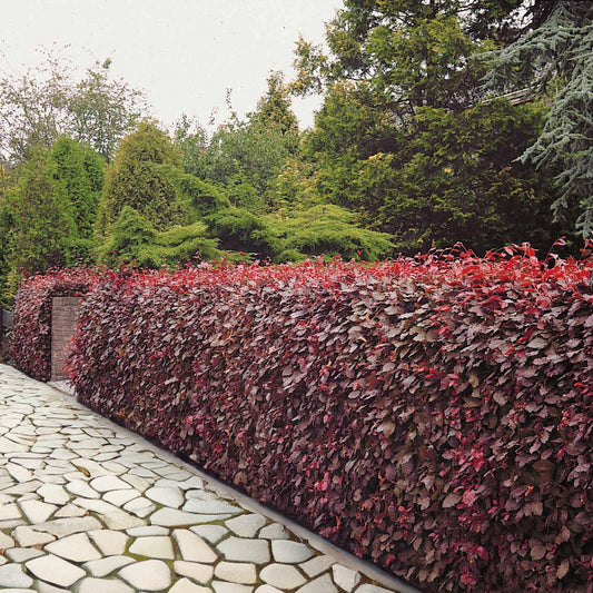 Hêtre commun pourpre - Bakker