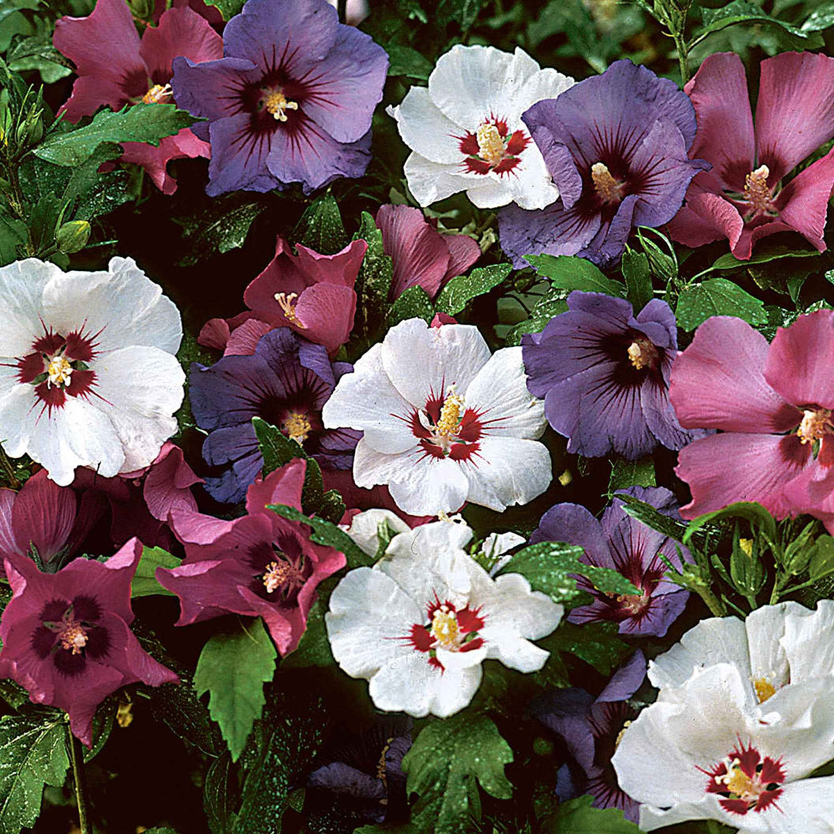 Haie de 5 Hibiscus de jardin - Hibiscus syriacus - Bakker
