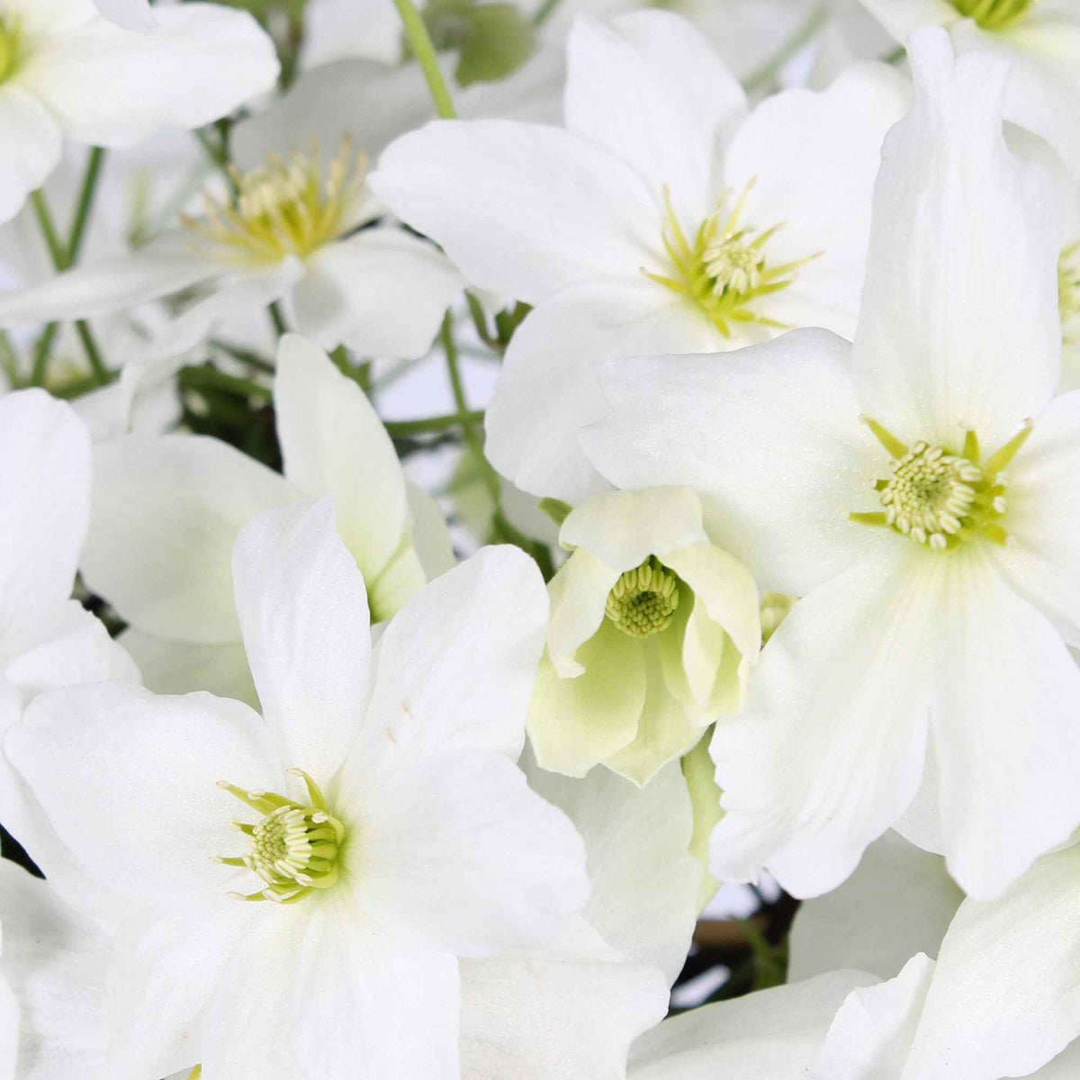 Clematis 'avalanche' - Clématite 'Avalanche' - Clématite