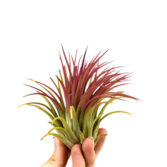 Bromélia Tillandsia ionantha Rouge - Bakker