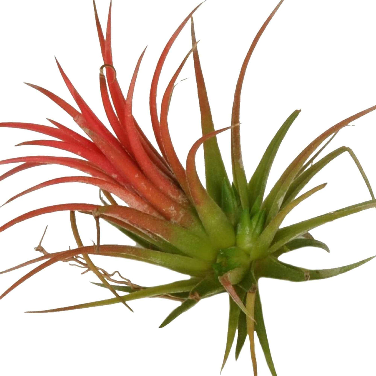 Bromélia Tillandsia ionantha Rouge - Tillandsia ionantha rood xl - Bakker