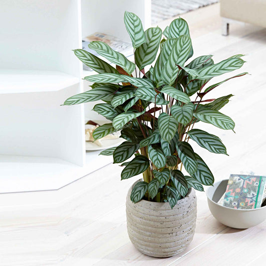 Calathea 'Compact Star' - Bakker