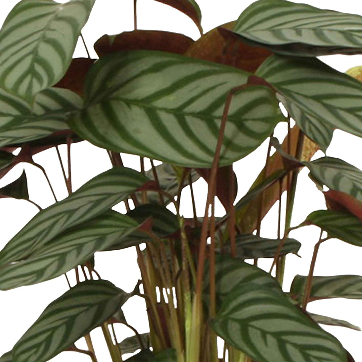 Calathea compact star - Calathea 'Compact Star' - Calathea