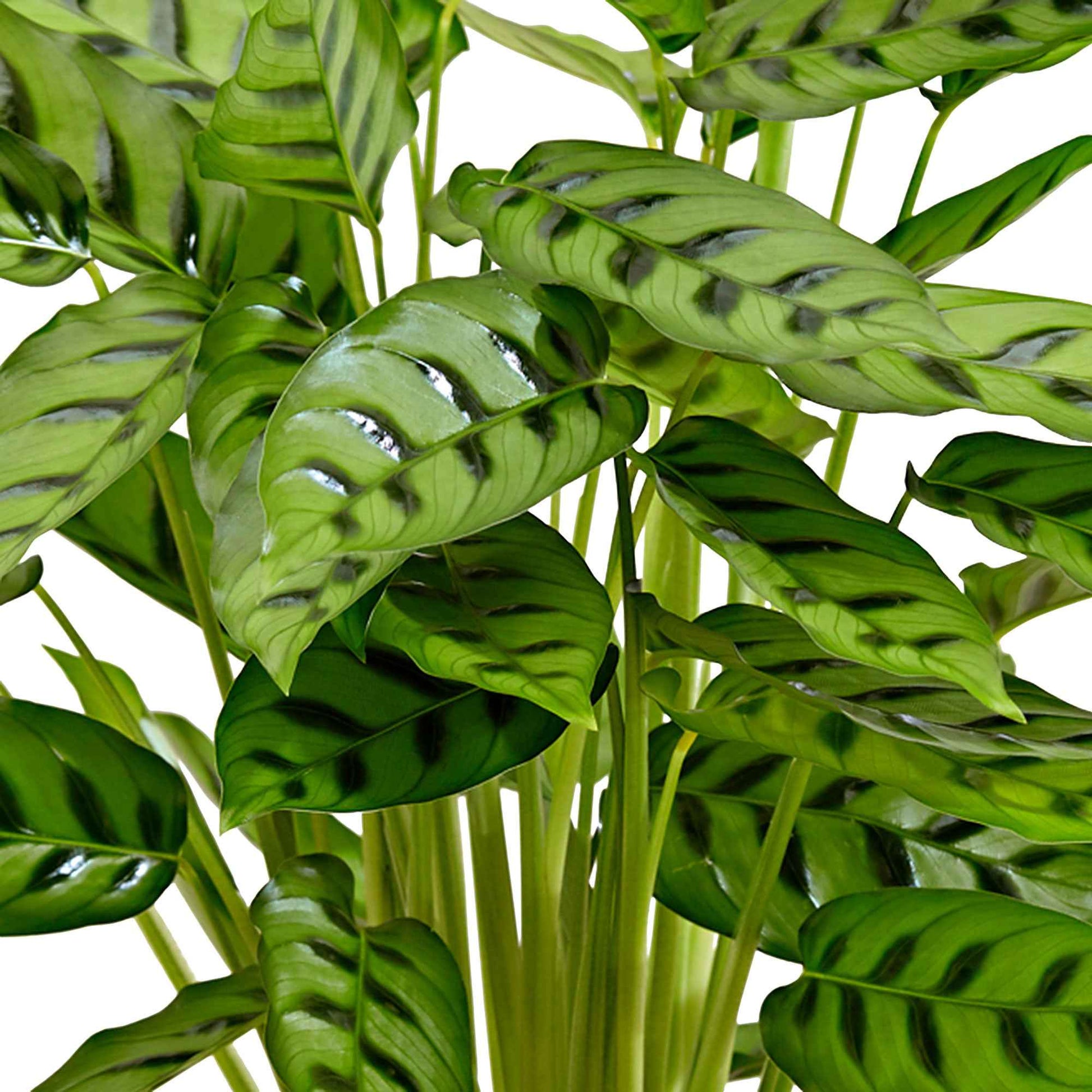 Calathea leopardina - Plantes d'intérieur