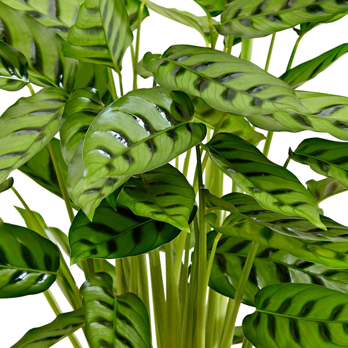 Calathea leopardina - Calathea leopardina - Bakker