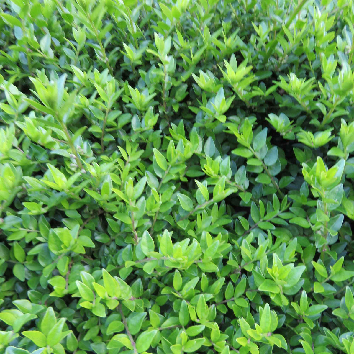 Lonicera nitida Maigruen - Chèvrefeuille à feuilles de buis 'Maigrün' - Arbustes de haie