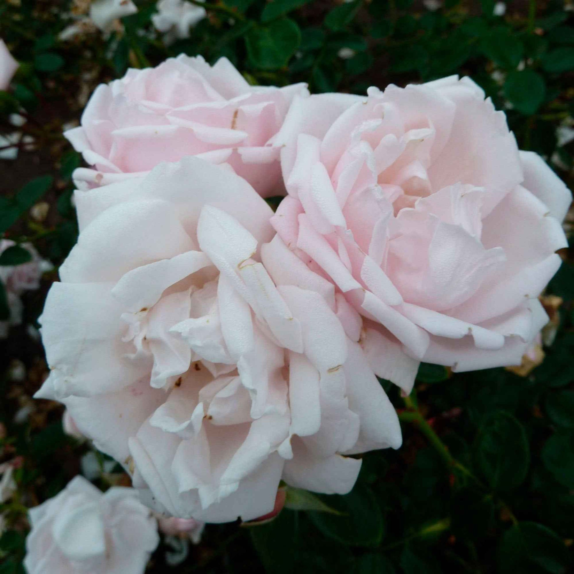 Rosier Rosa 'New Dawn'® Rose-Multicolore - Arbustes
