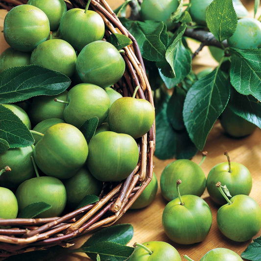 Prunier Reine-Claude Verte - Bakker