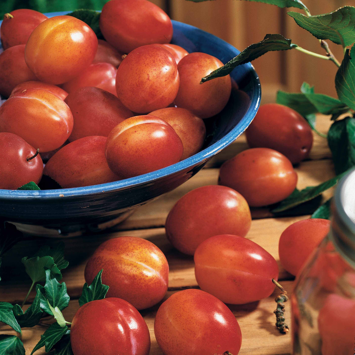 Vente Prunier 'Victoria' - Prunus domestica Reine Victoria