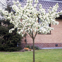 Bakker - Poirier 'Williams' - Pyrus communis william's ('bon chrétien')