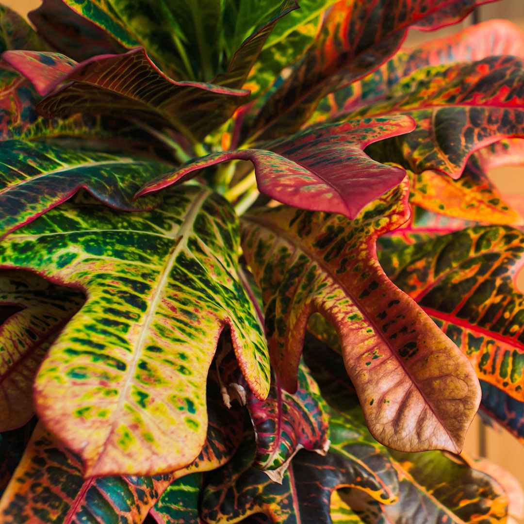 Croton 'Mrs Iceton' - Codiaeum variegatum mrs. iceton - Bakker