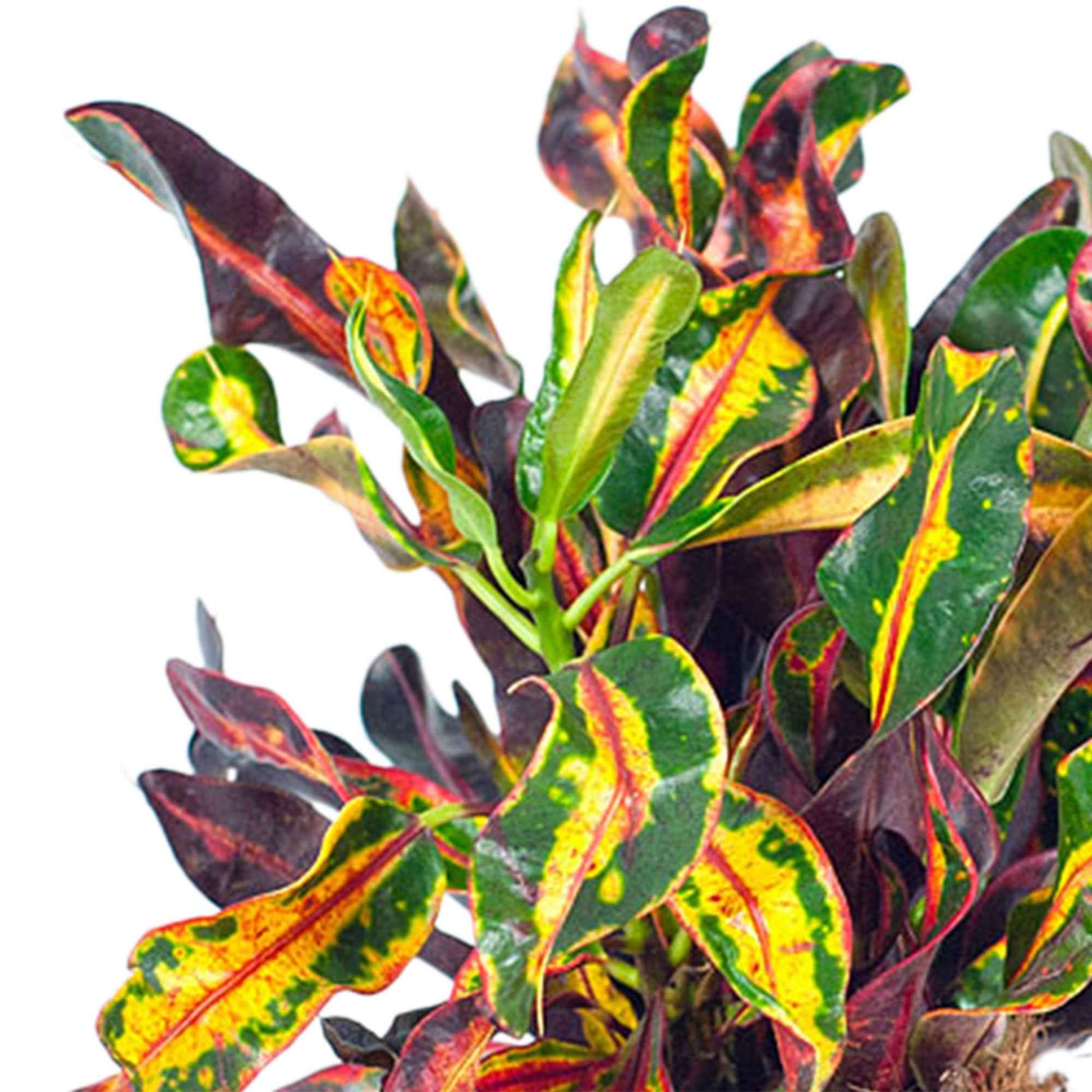 Croton Codiaeum 'Mammi' - Plantes d'intérieur : les tendances actuelles