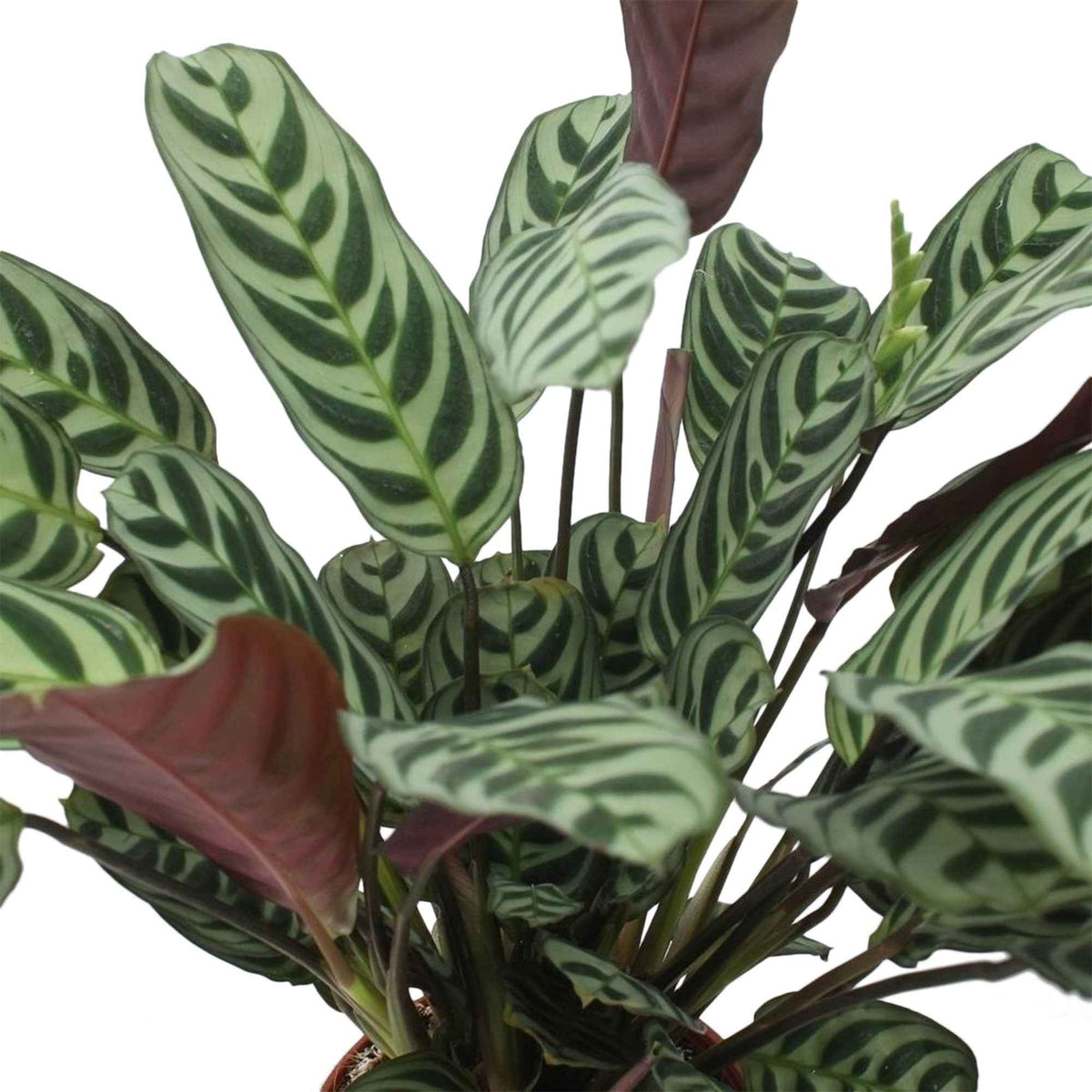 Ctenanthe burle-marxii - Dormeuse - Plantes vertes d'intérieur