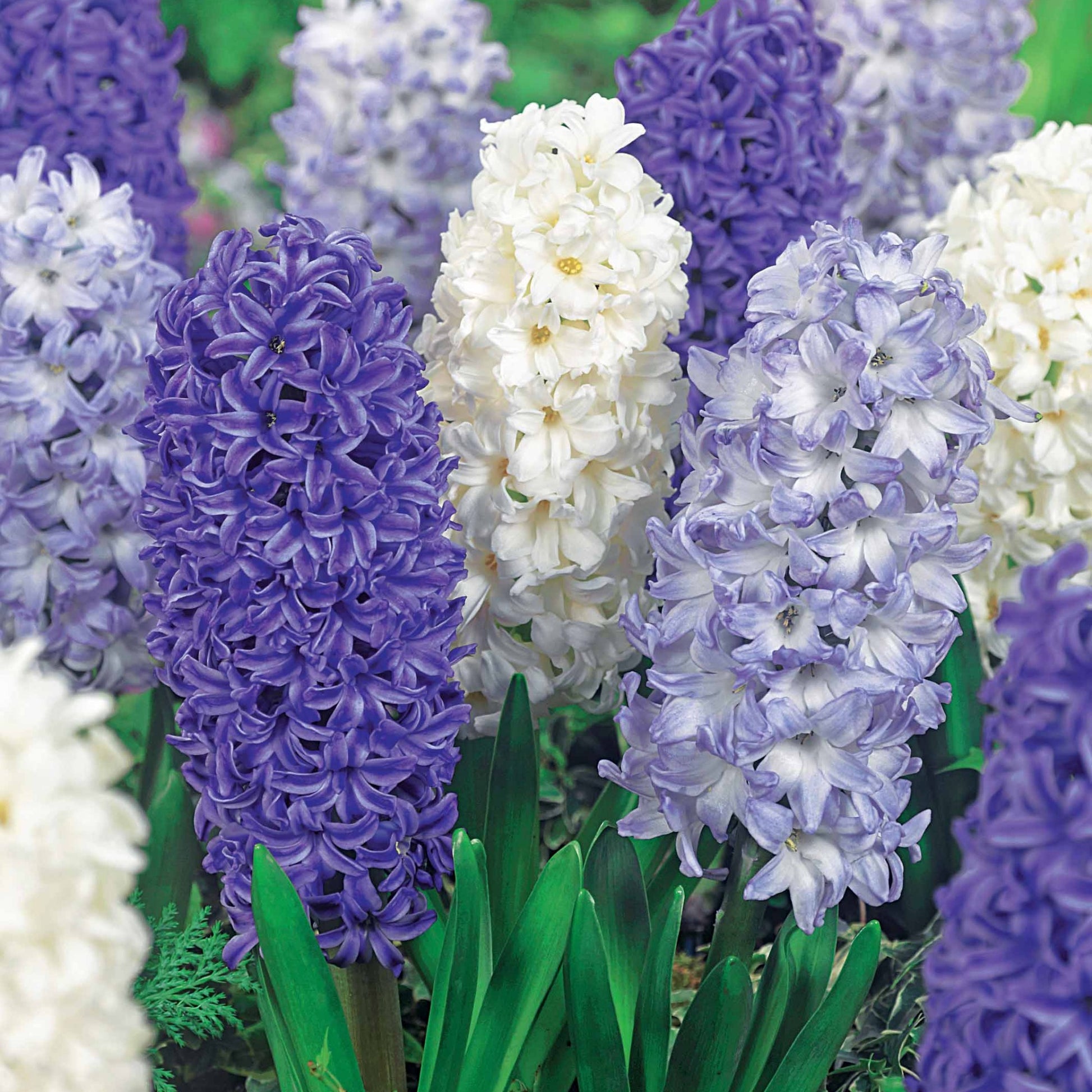 9 Jacinthes Harmonie blanches et bleues en mélange - Bakker