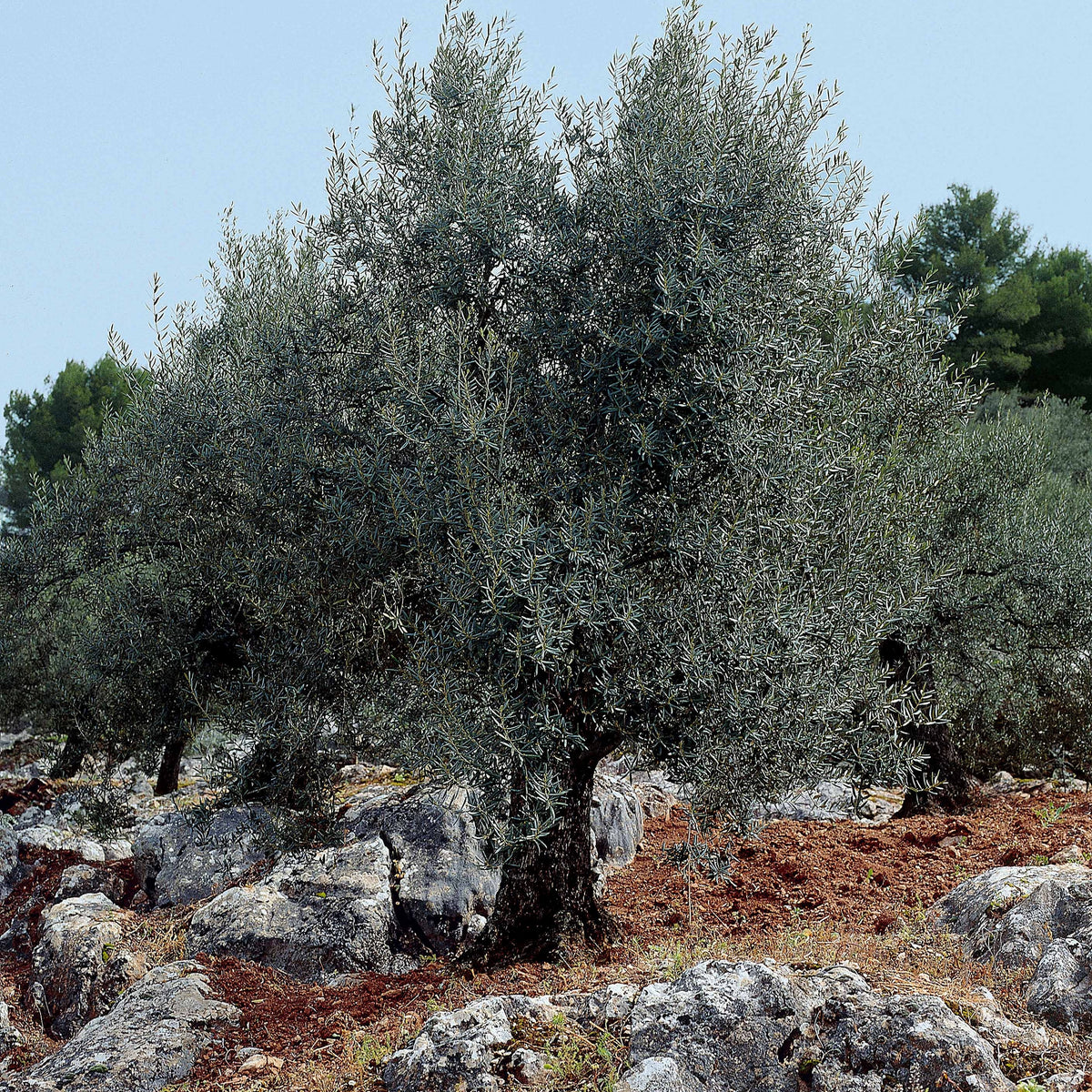 Vente Olivier sur tige - Olea europaea