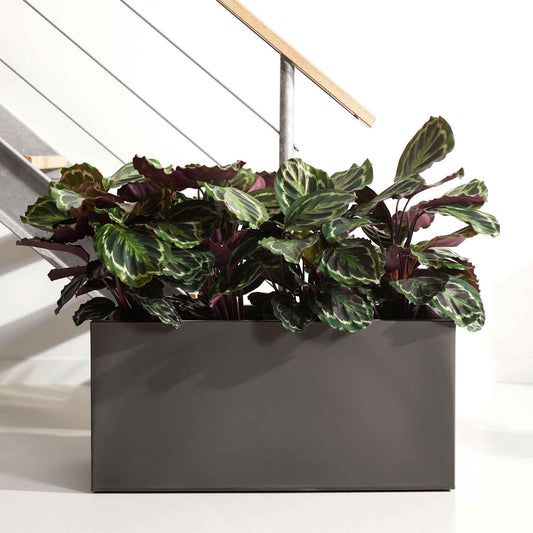 Calathea 'Medaillon' XL - Calathea