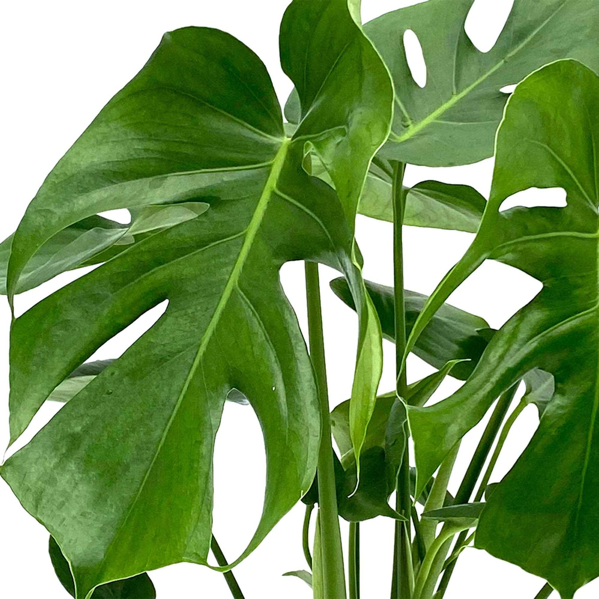 Philodendron Monstera – Plante verte d'intérieur avec son Cache