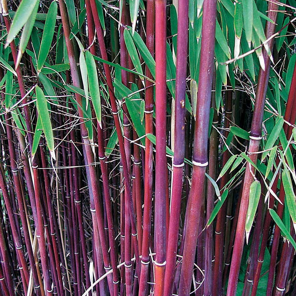 Bakker - Bambou à cannes Rouges non-traçant - Fargesia Jiuzhaigou genf - Plantes d'extérieur