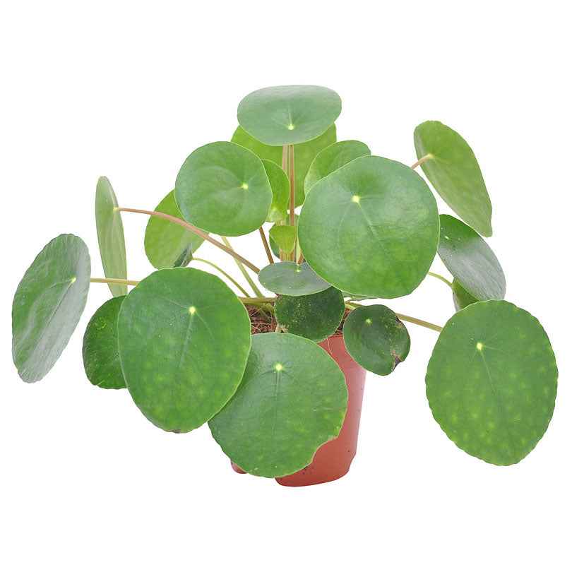 Plante à monnaie chinoise Pilea peperomioides - 1x Hauteur à la livraison 15-20 cm, dimension du pot Diamètre 12 cm - Plantes d intérieur - undefined