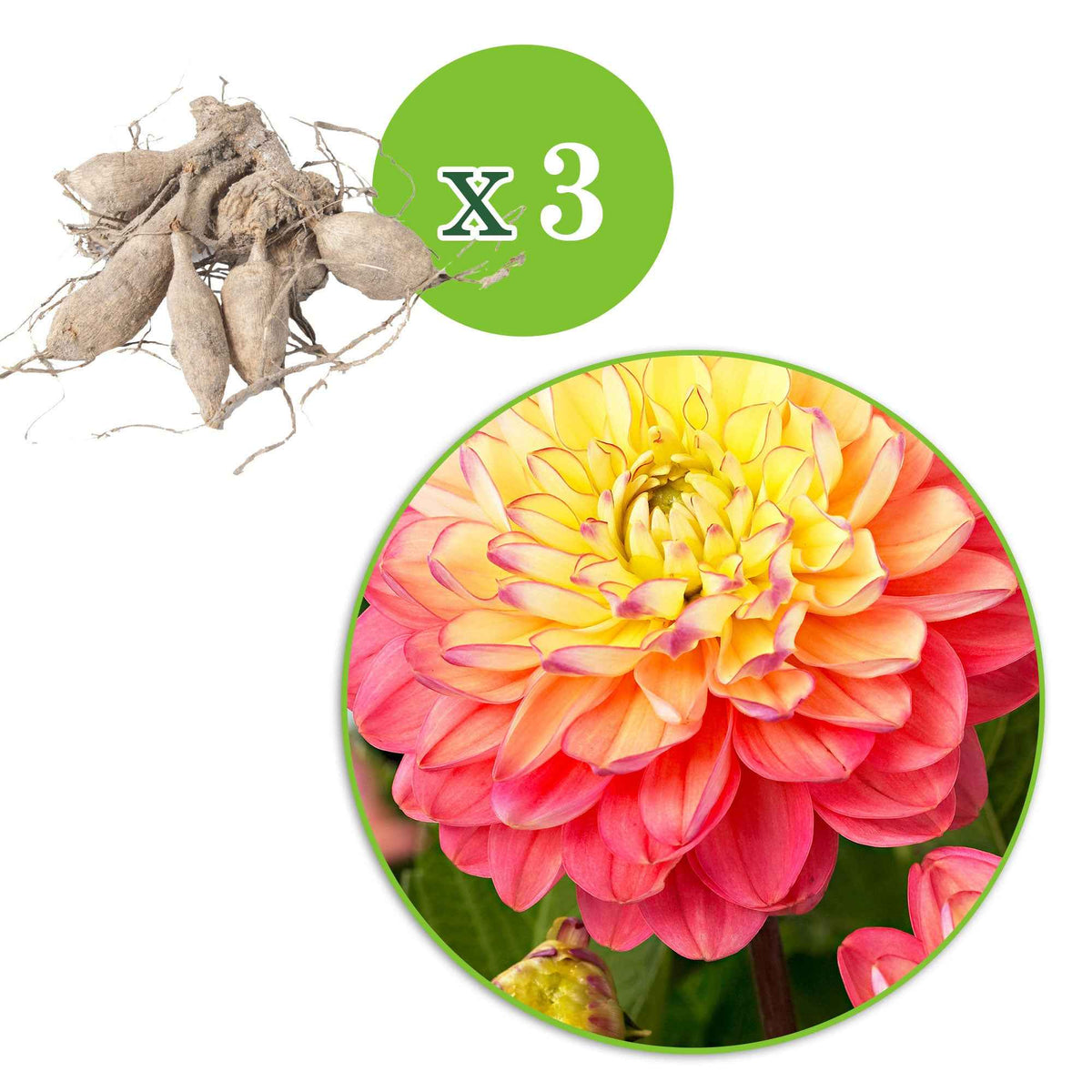 Dahlia 'melody allegro' - 3 Dahlias Melody Allegro - Bulbes de Dahlia