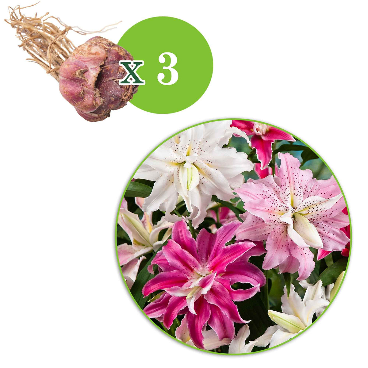 3 Lis à fleurs doubles The Roses en mélange - Lilium 'Elegance', 'Wonder', 'Beauty' - Bakker