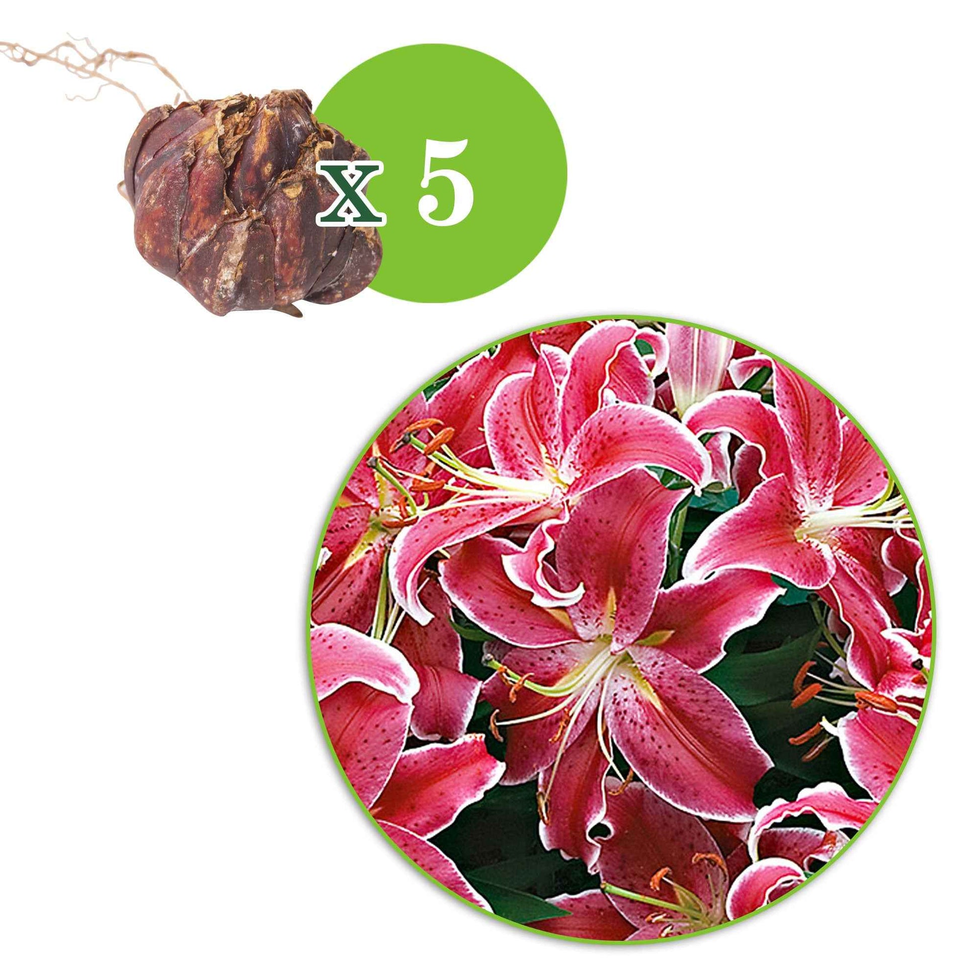 5x Lys 'Starlight Express' rose - Bulbes à fleurs