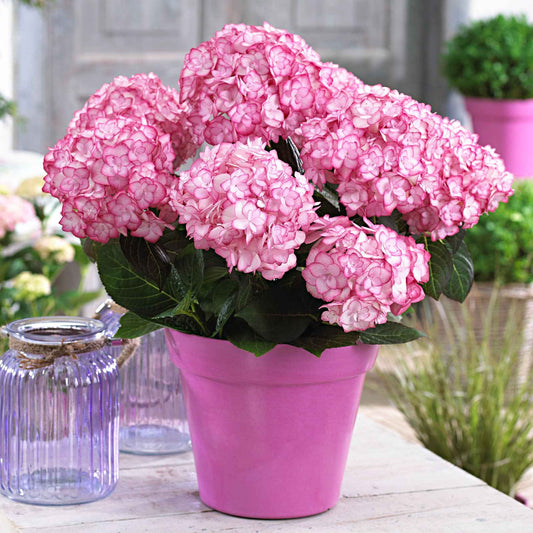Hortensia 'Miss Saori' - Bakker