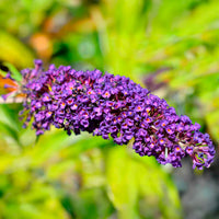 Arbre à papillons - Buddleja davidii Empire Blue - Bakker