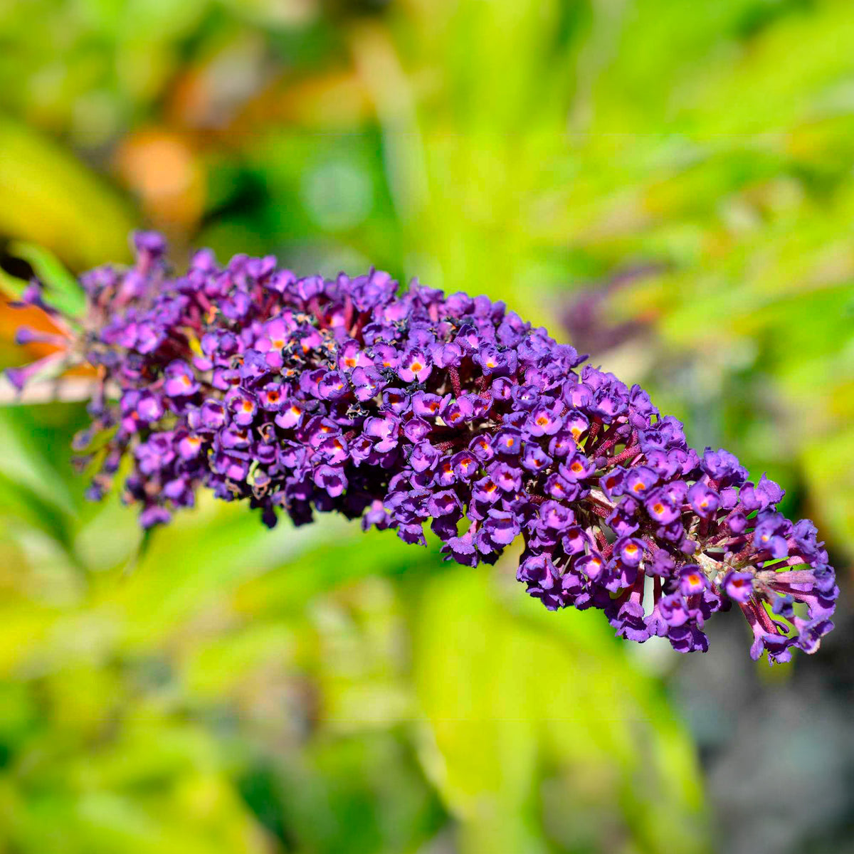 Buddleja davidii Empire Blue - Arbre à papillons - Arbre à papillons - Buddleja