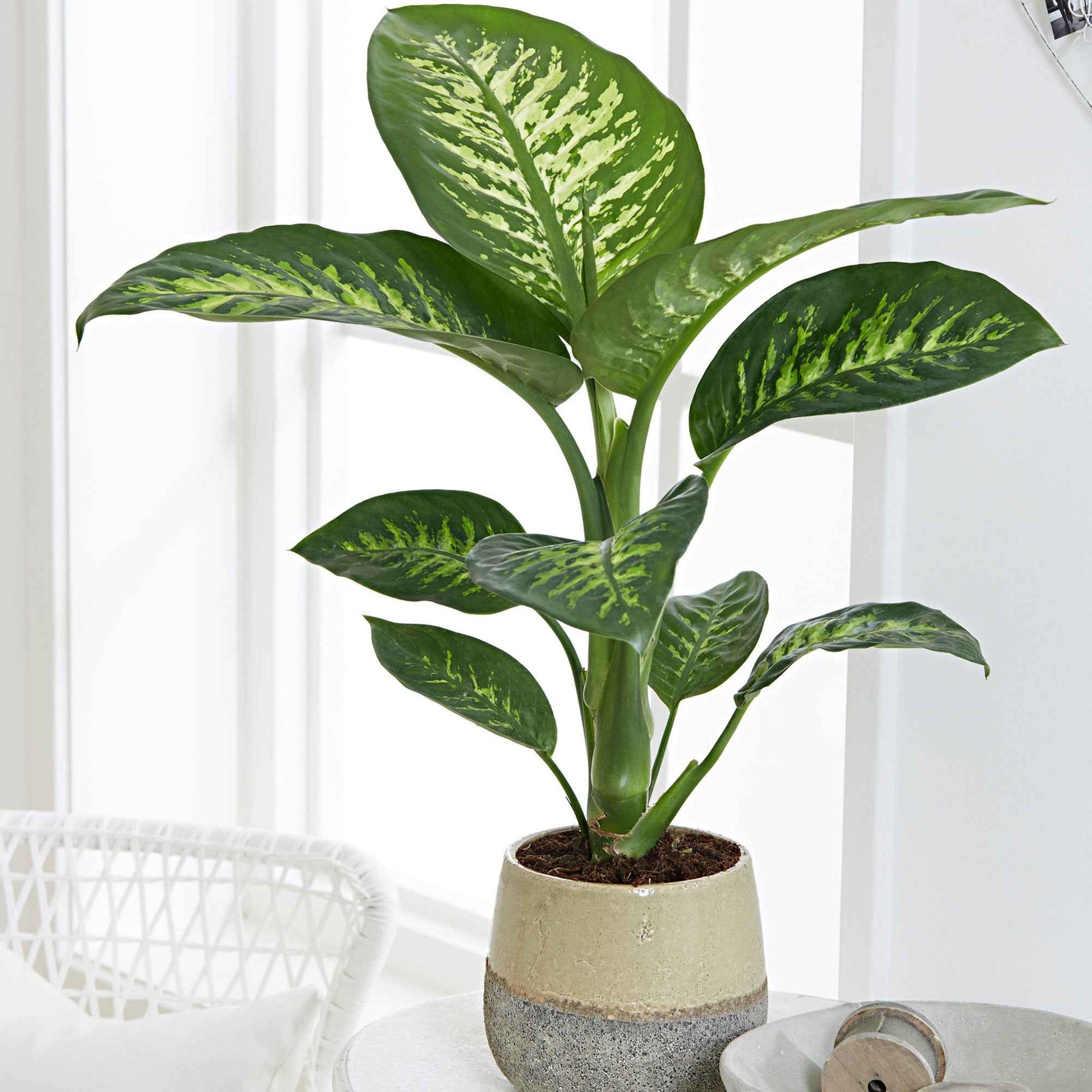 dieffenbachia mars entretien Dieffenbachia 'Tropic Snow'