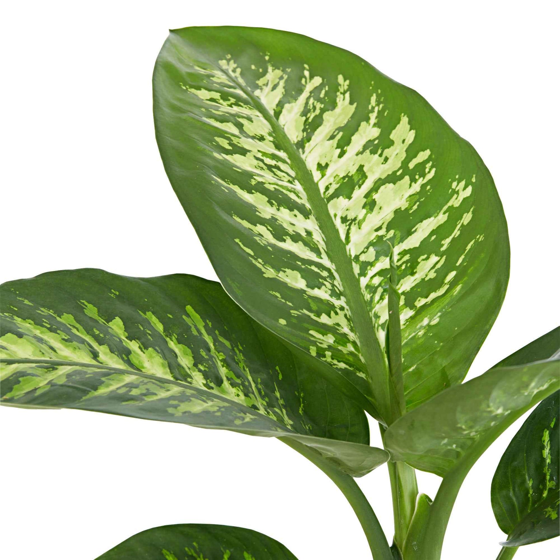 dieffenbachia variété Dieffenbachia 'Tropic Snow'