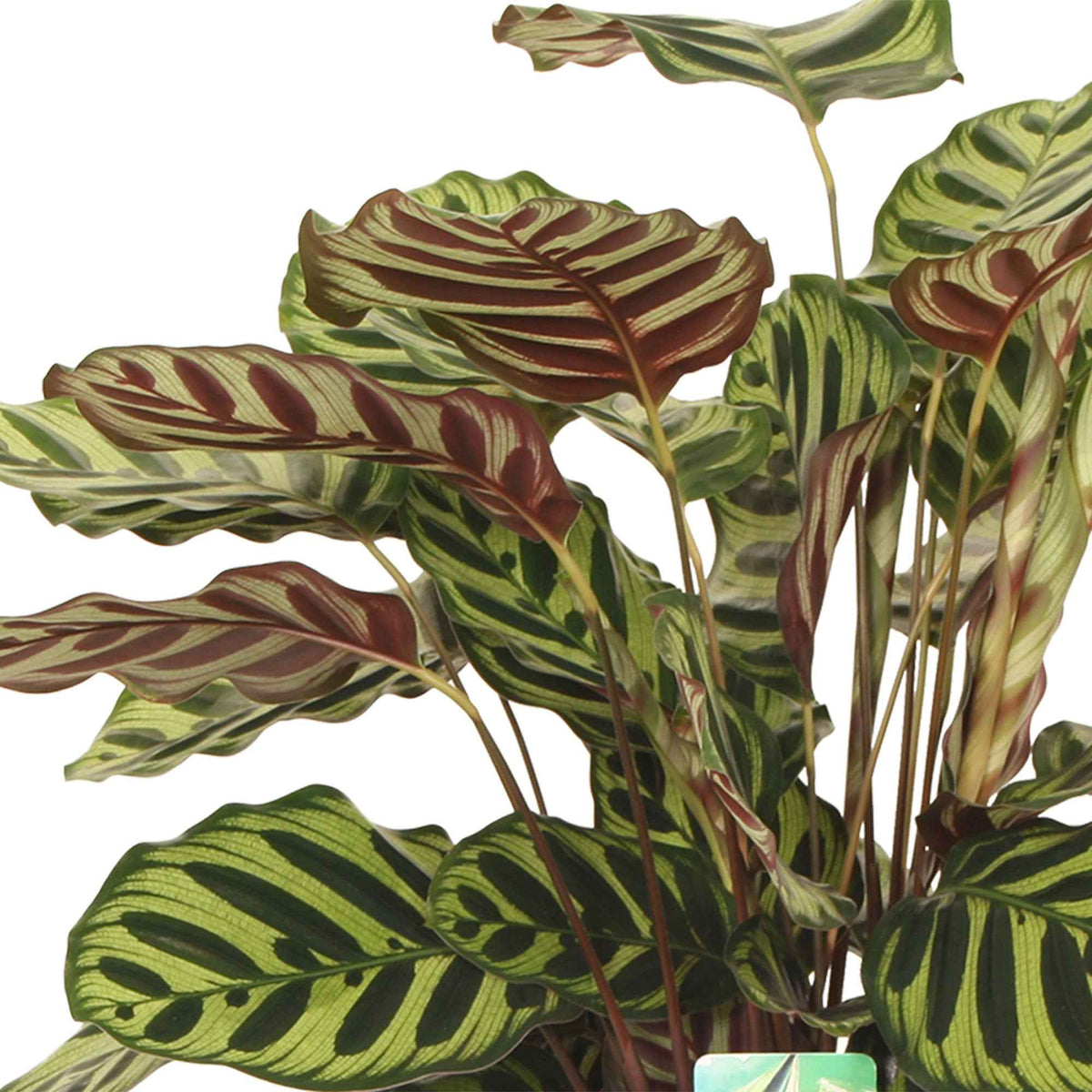 Calathea - Calathea  makoyana - Calathea makoyana