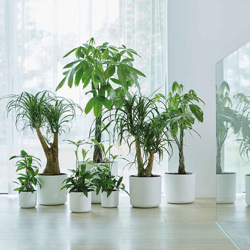 Elho Pot B.for soft rond blanc -  - Bakker