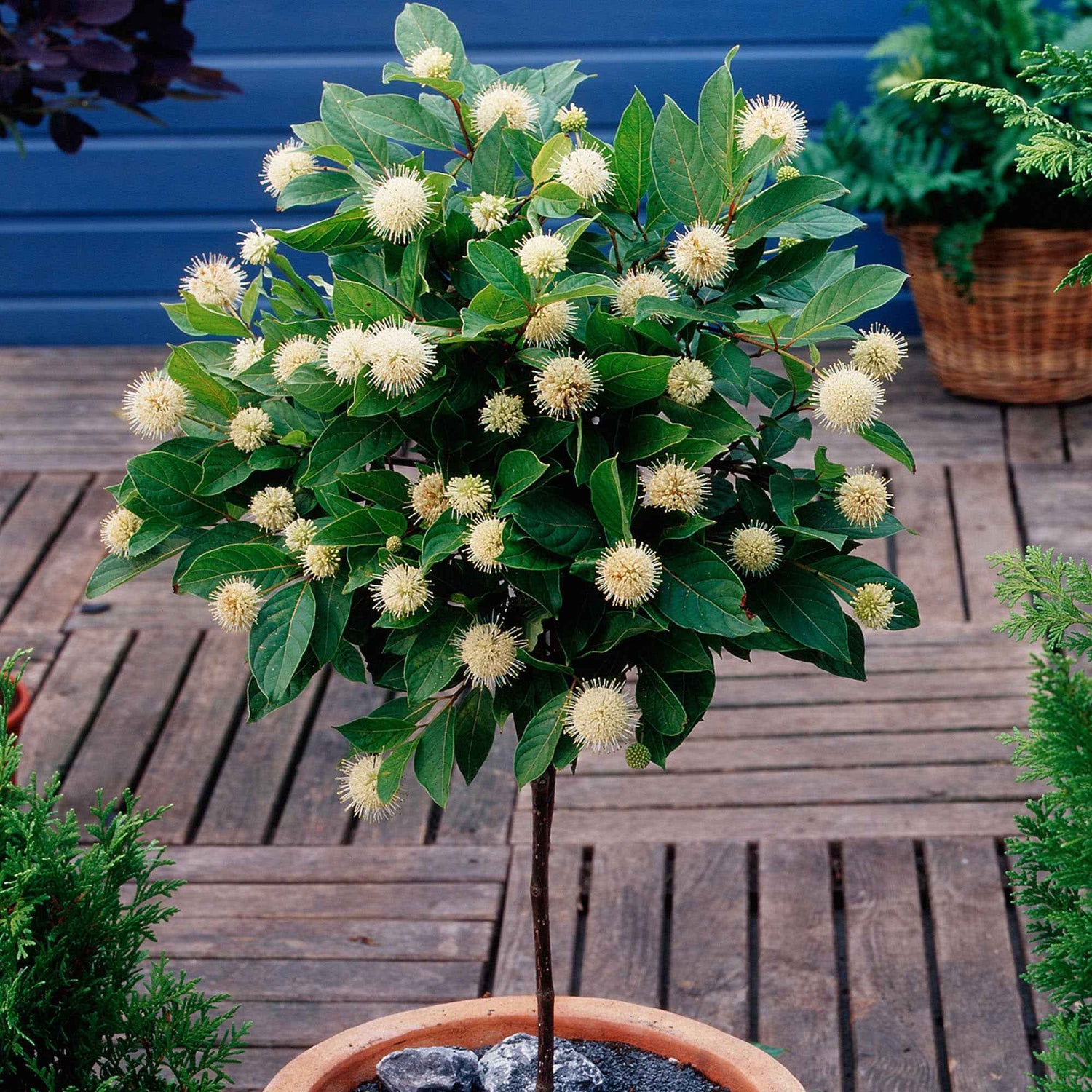 Arbustes de Balcon