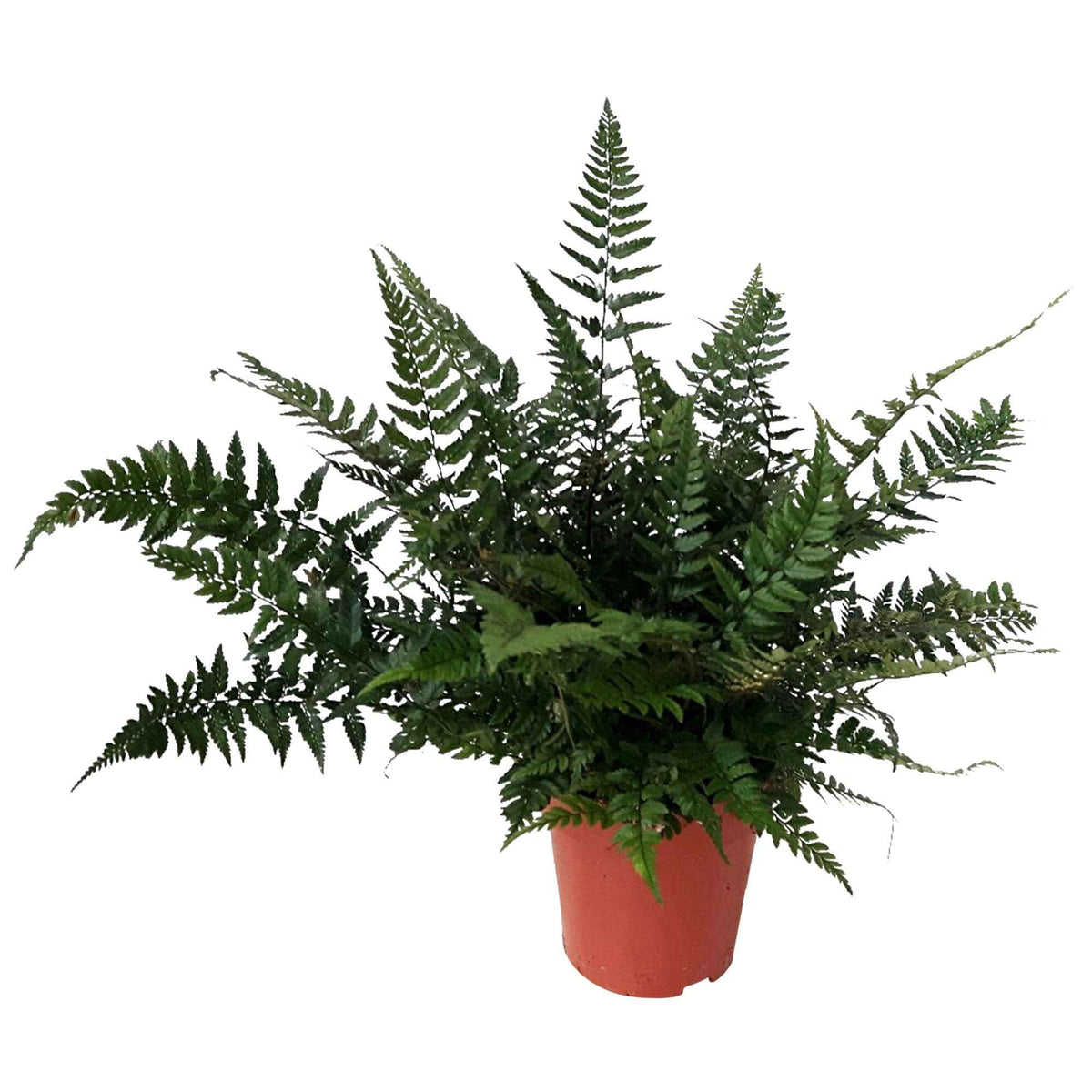 Polystichum tsussimense - Fougère Polystichum tsussimense - Fougères