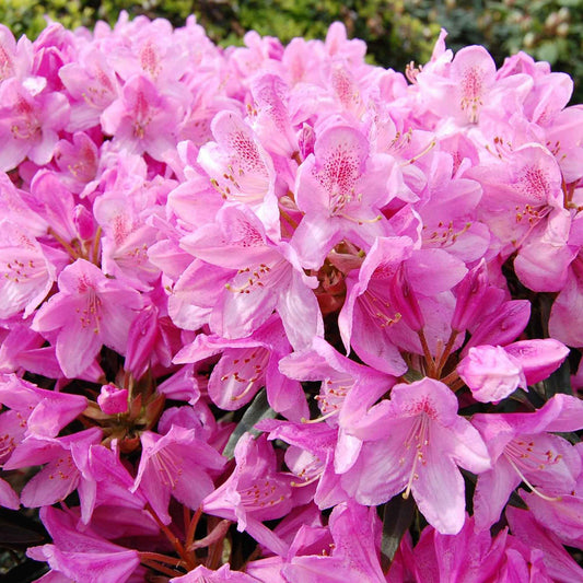 Rhododendron Roseum Elegans - Arbustes