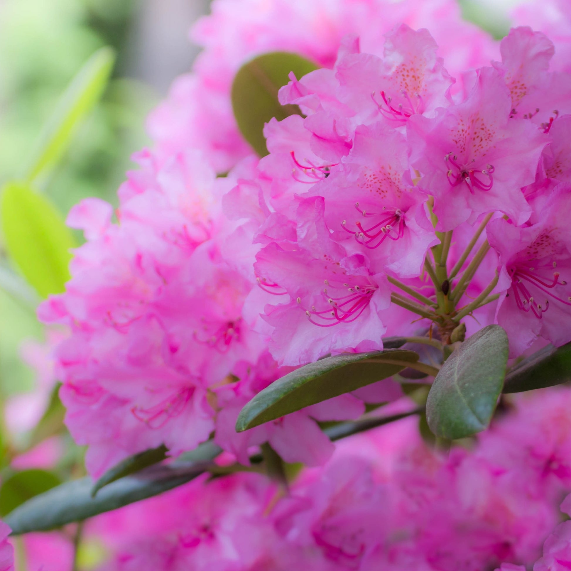 Bakker - Rhododendron Roseum Elegans - Rhododendron roseum elegans - Rhododendron