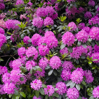 Bakker - Rhododendron Roseum Elegans - Rhododendron roseum elegans