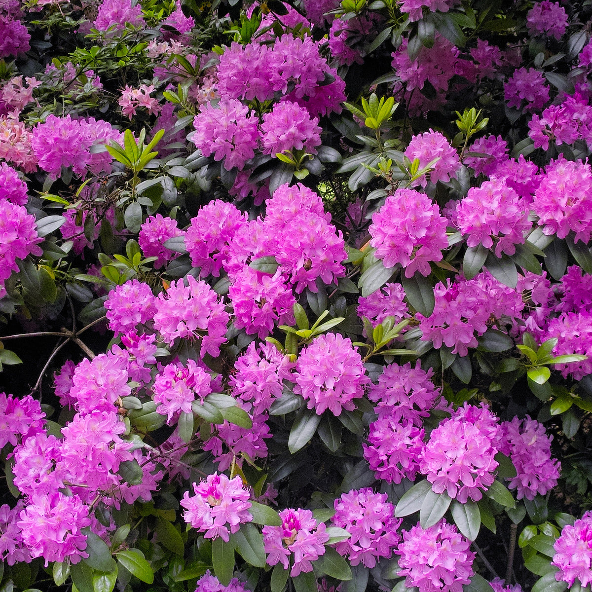 Rhododendron Roseum Elegans - Rhododendron roseum Elegans - Bakker