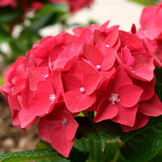 Bakker - Hortensia rouge - Hydrangea macrophylla